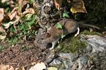 Toevallige voorbijganger Bruine Rat in de tuin